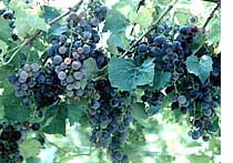 missouri wineries